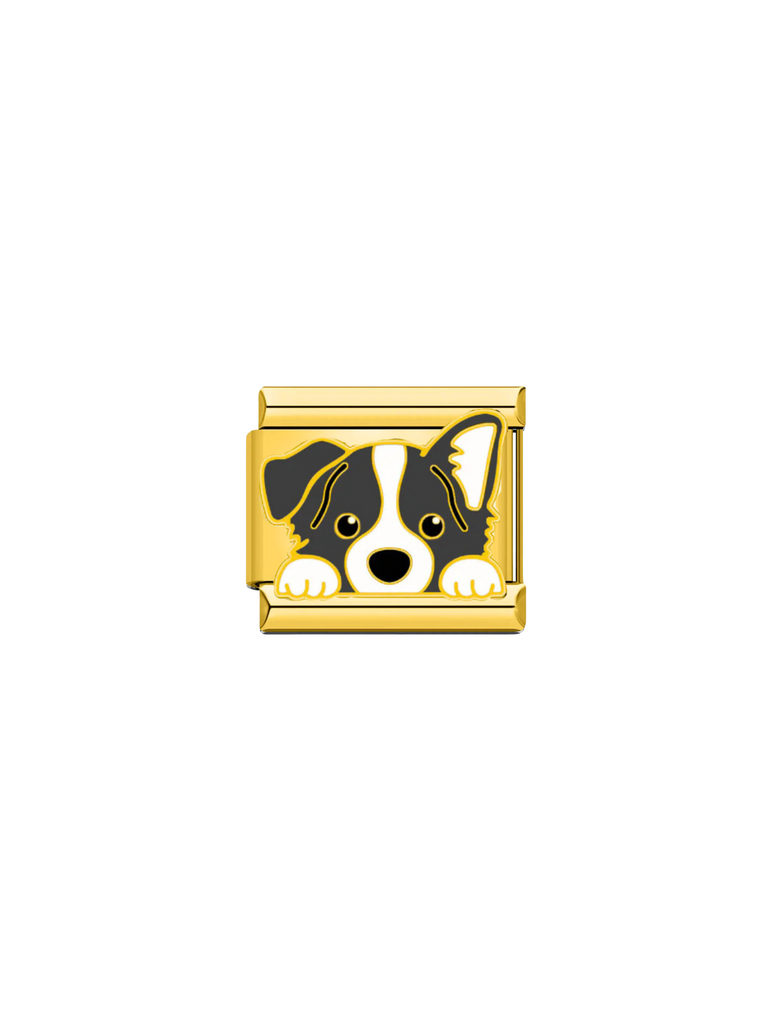 Charm Dorado Perro Border Collie